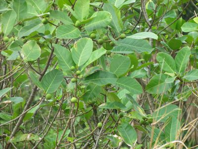 Ficus maxima, photographed by Martín Sánchez Vilchis
