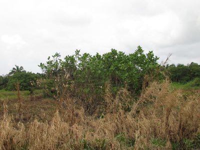 Ficus maxima, photographed by Martín Sánchez Vilchis