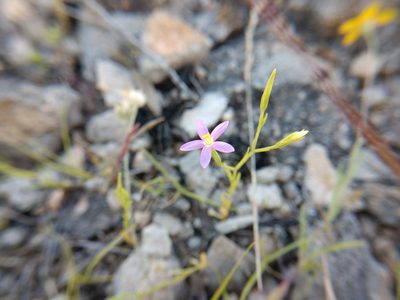 Zeltnera texensis, photographed by Cleveland Powell