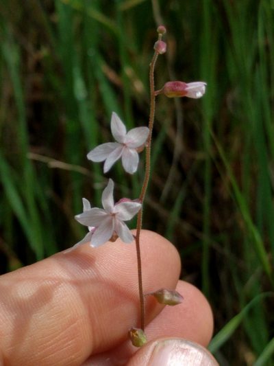 Lithophragma bolanderi, photographed by Ken-ichi Ueda