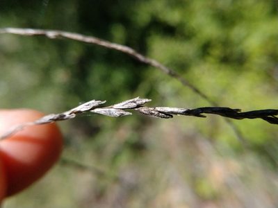 Disakisperma dubium, photographed by Cleveland Powell