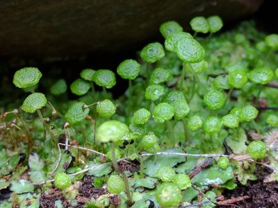 Cryptomitrium tenerum, photographed by Ken-ichi Ueda