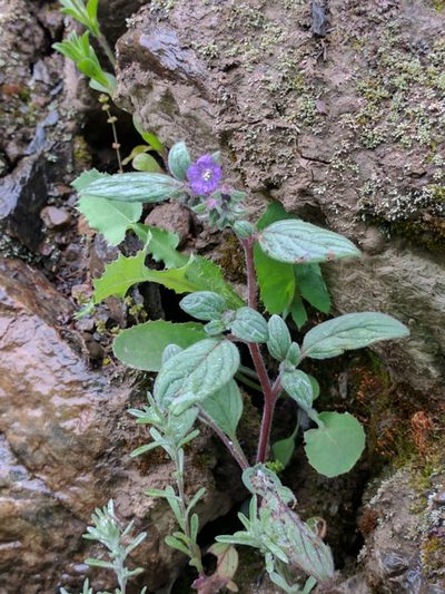 Phacelia vallicola, photographed by Ken-ichi Ueda