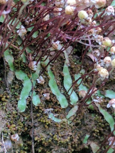 Asterella bolanderi, photographed by Ken-ichi Ueda
