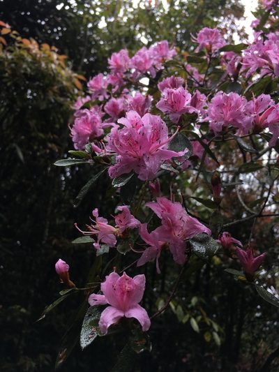 Rhododendron breviperulatum, photographed by 李勝倫