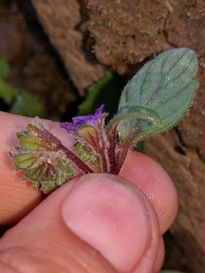 Phacelia vallicola, photographed by Ken-ichi Ueda