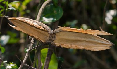 Strophanthus divaricatus, photographed by portioid