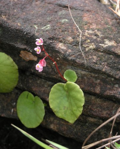 Begonia sinuata, photographed by Oleg Kosterin