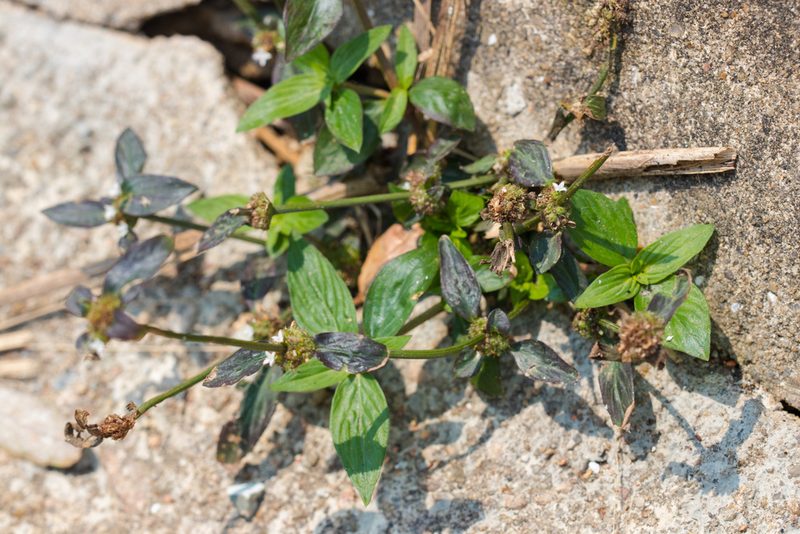 Spermacoce prostrata, photographed by portioid