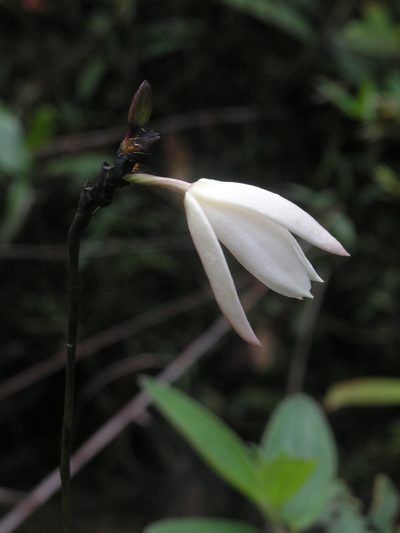 Bromheadia finlaysoniana, photographed by Oleg Kosterin