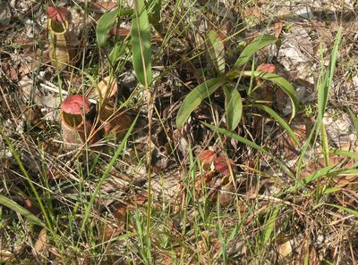 Nepenthes smilesii, photographed by Oleg Kosterin