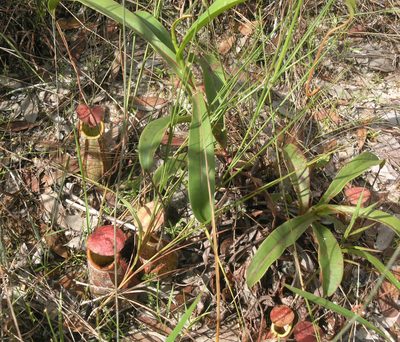 Nepenthes smilesii, photographed by Oleg Kosterin