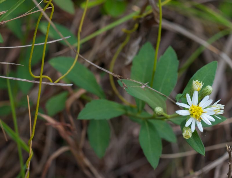 Aster baccharoides, photographed by portioid