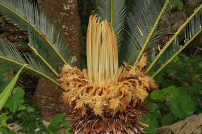Cycas revoluta, photographed by Takaaki Hattori