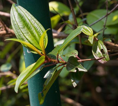 Melastoma sanguineum, photographed by portioid