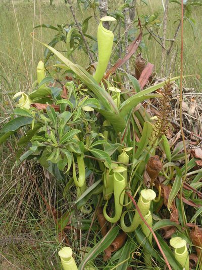 Nepenthes kampotiana, photographed by Oleg Kosterin