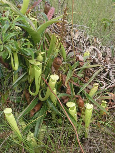 Nepenthes kampotiana, photographed by Oleg Kosterin