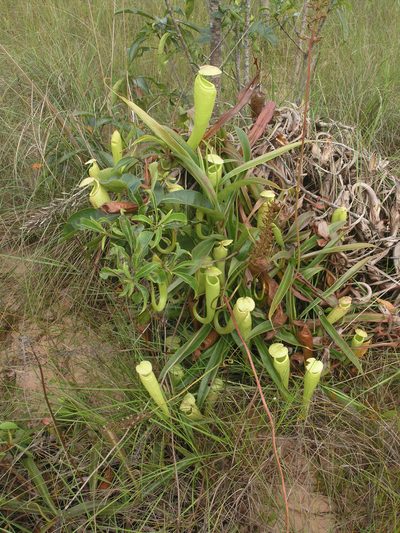 Nepenthes kampotiana, photographed by Oleg Kosterin