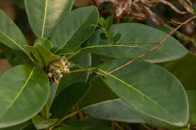 Daphniphyllum calycinum, photographed by portioid