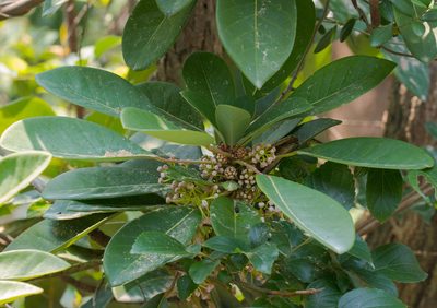 Daphniphyllum calycinum, photographed by portioid