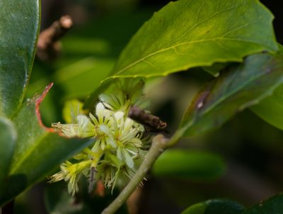 Homalium cochinchinense, photographed by portioid