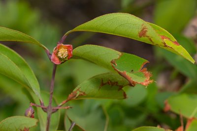 Cratoxylum cochinchinense, photographed by portioid