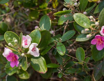 Rhodomyrtus tomentosa, photographed by portioid