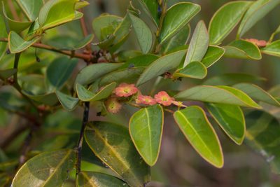 Breynia fruticosa, photographed by portioid