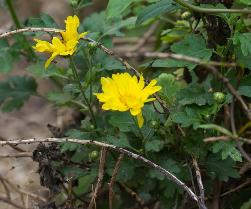 Chrysanthemum indicum, photographed by portioid