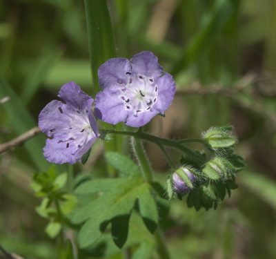 Phacelia hirsuta, photographed by Robert Webster