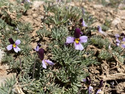 Viola beckwithii, photographed by Matt Berger