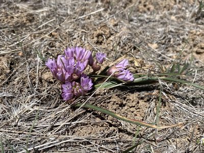 Allium parvum, photographed by Matt Berger