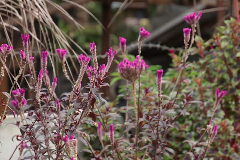 Celosia spicata, photographed by Vreni Gem O. Caasi