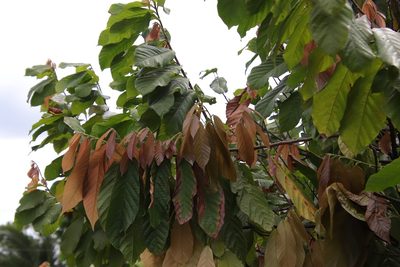 Theobroma cacao, photographed by Vreni Gem O. Caasi