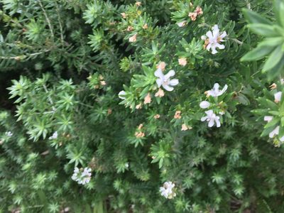 Westringia fruticosa, photographed by Thomas Mesaglio