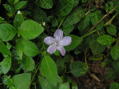 Ruellia prostrata, photographed by Dilrukshan Priyantha Wijesinghe