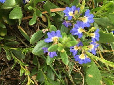 Scaevola calendulacea, photographed by Thomas Mesaglio