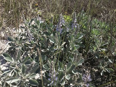 Lupinus westianus, photographed by Amber M. King