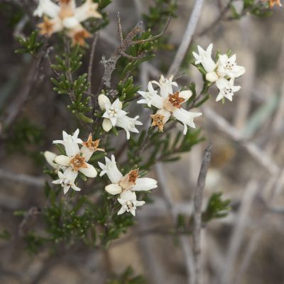 Cryptandra hispidula, photographed by Kym Nicolson