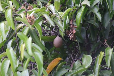 Manilkara zapota, photographed by Vreni Gem O. Caasi