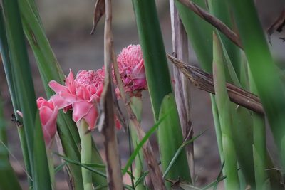 Etlingera elatior, photographed by Vreni Gem O. Caasi
