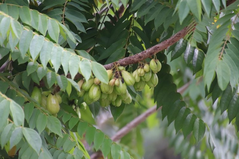 Averrhoa bilimbi, photographed by Vreni Gem O. Caasi
