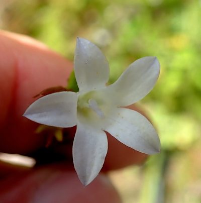 Prismatocarpus schlechteri, photographed by Peter Warren