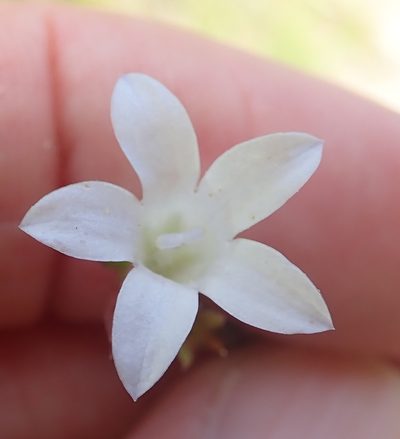 Prismatocarpus schlechteri, photographed by Peter Warren