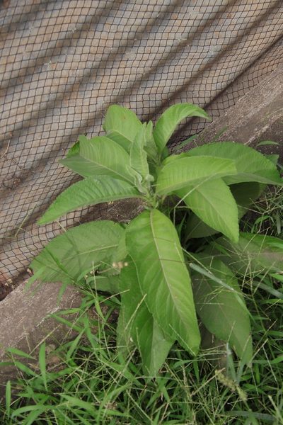 Blumea balsamifera, photographed by Vreni Gem O. Caasi