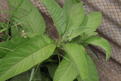 Blumea balsamifera, photographed by Vreni Gem O. Caasi