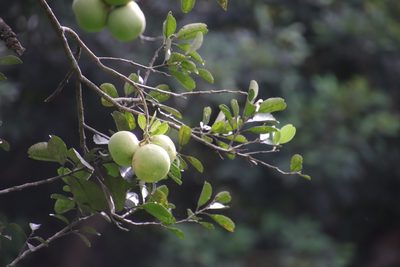 Citrus maxima, photographed by Vreni Gem O. Caasi