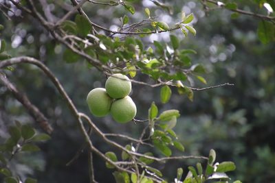 Citrus maxima, photographed by Vreni Gem O. Caasi