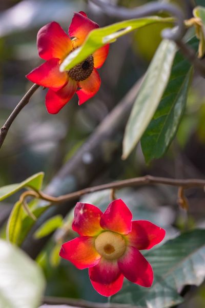 Uvaria grandiflora, photographed by portioid