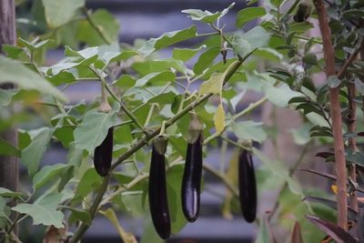 Solanum melongena, photographed by Vreni Gem O. Caasi